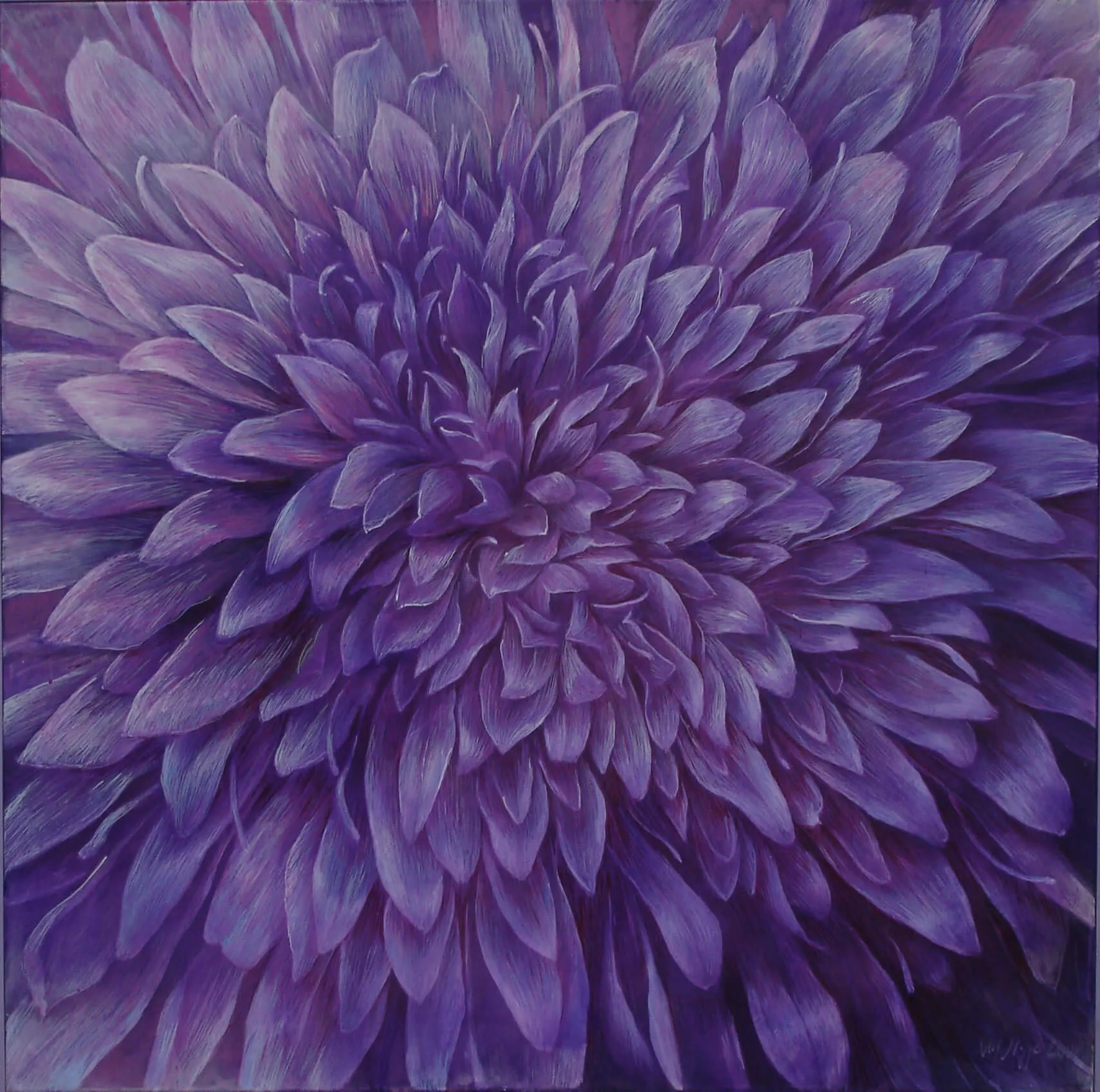 “Genesis 5 purple Knautia arvensis” 2005