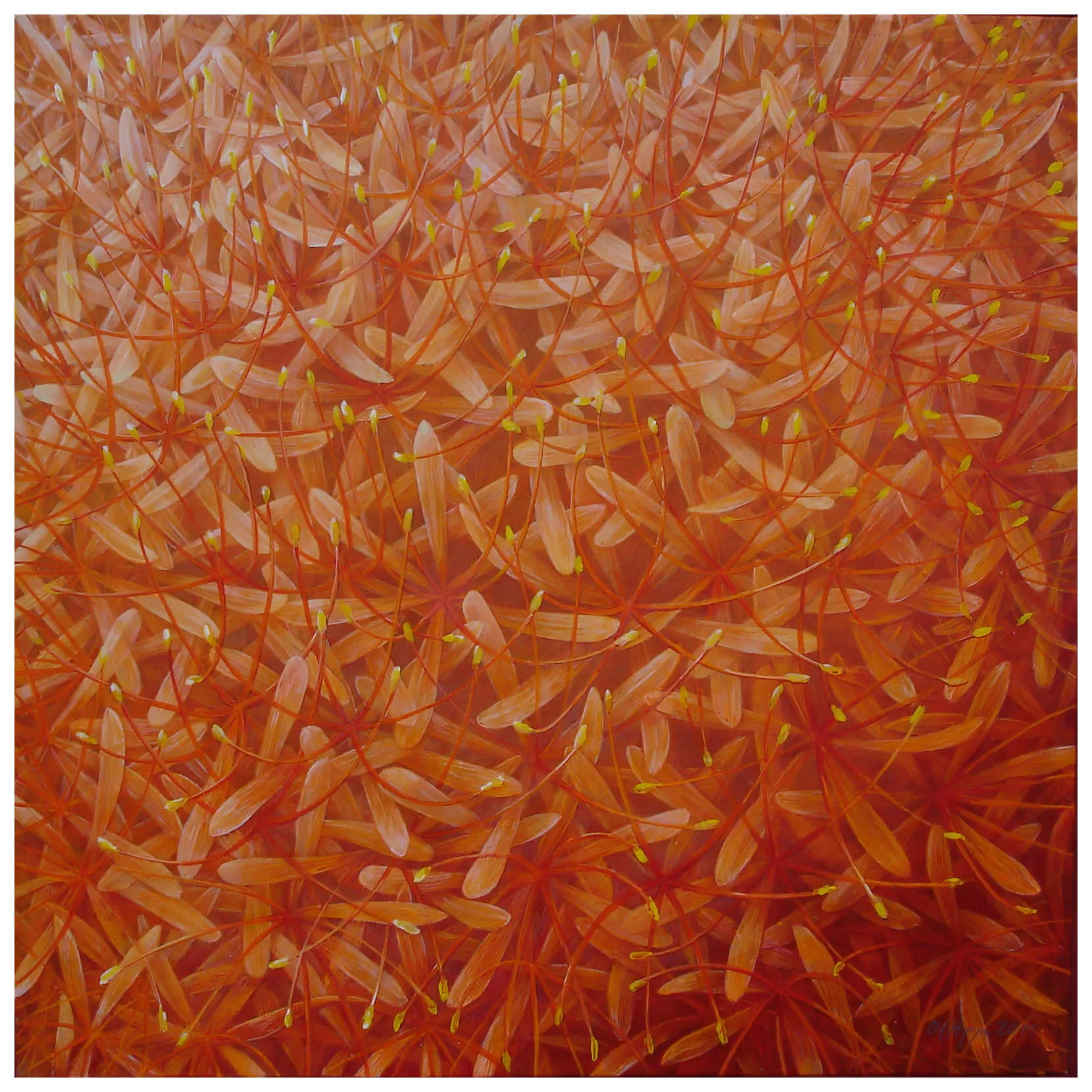 “Genesis 8” (Haemanthus-katharine) 2011