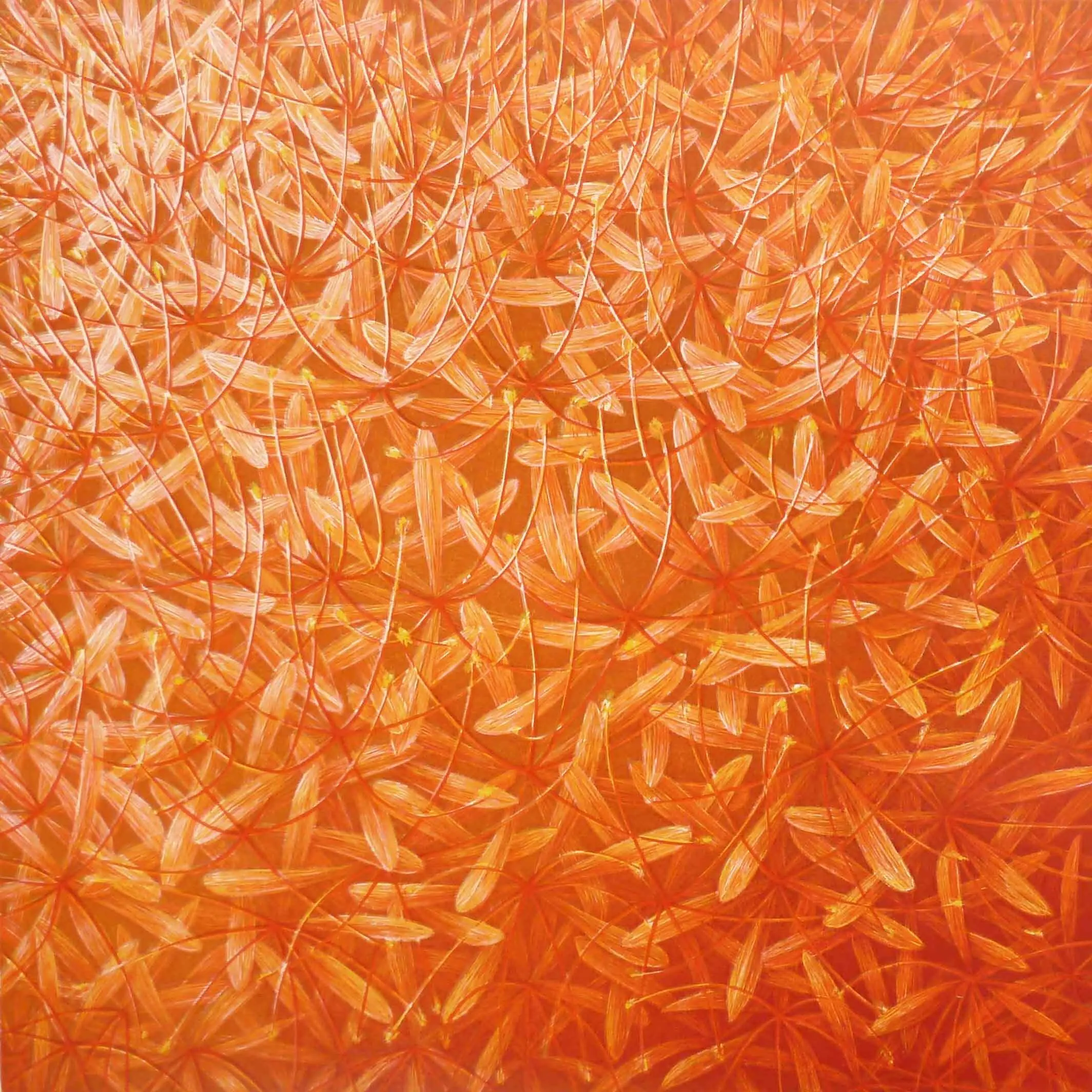 “Genesis VIII” (Orange /Haemanthus-katharine)
