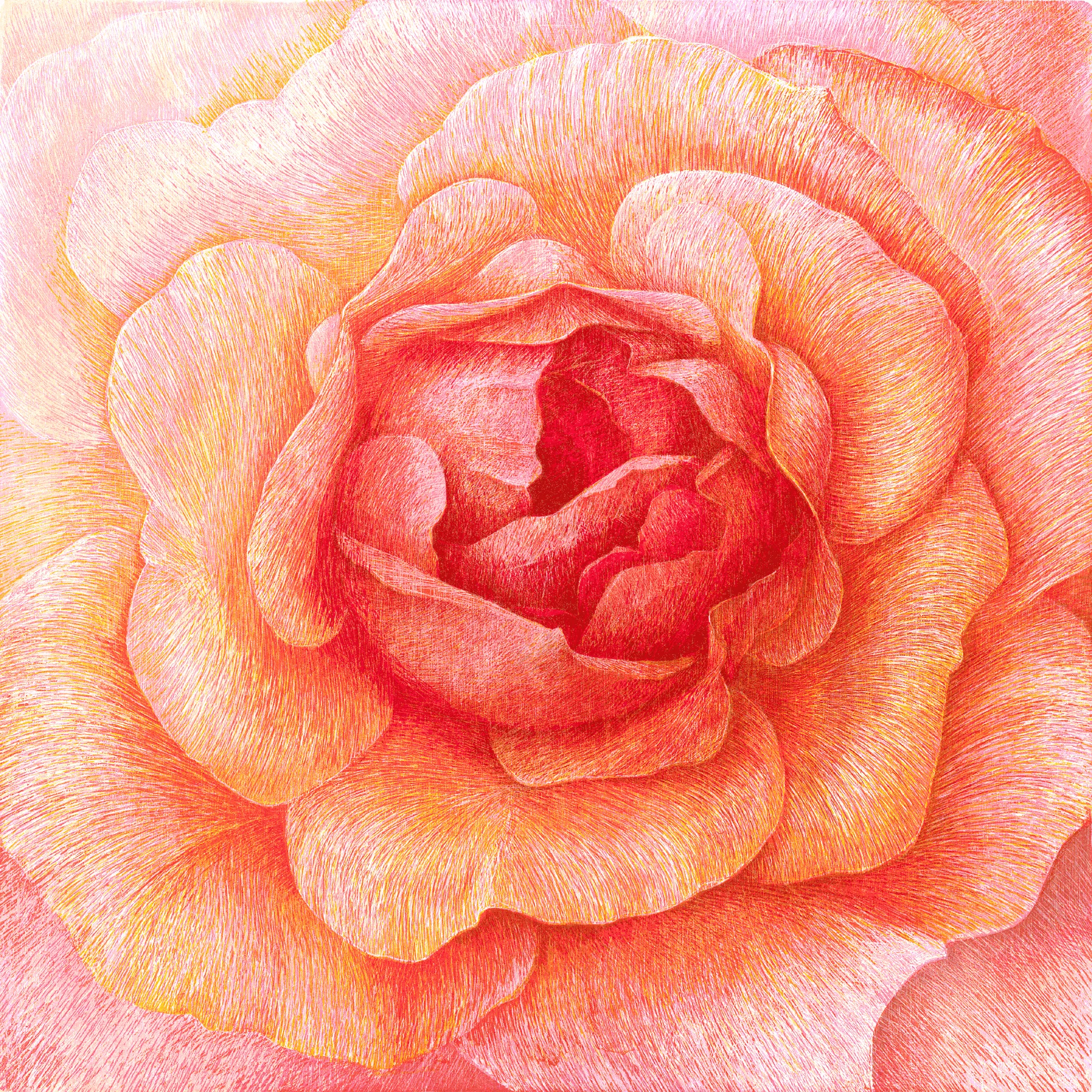 “Donum Dei” (Rose Apricola) 2004