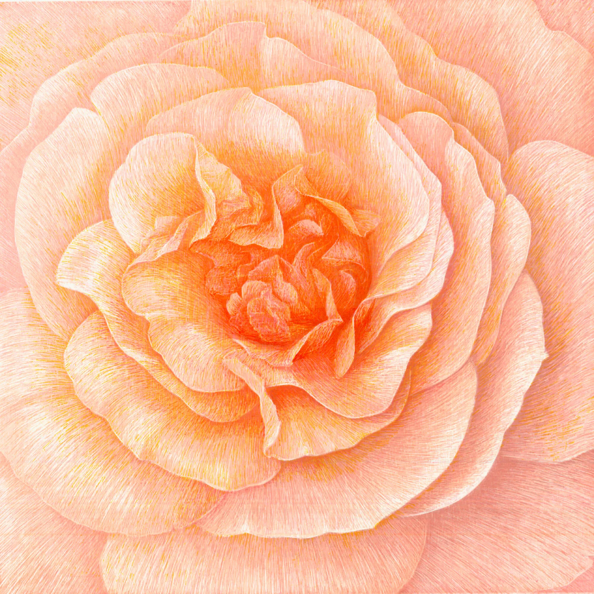 “Donum Dei (Sangerhausen Jubilee Rose)” 2005