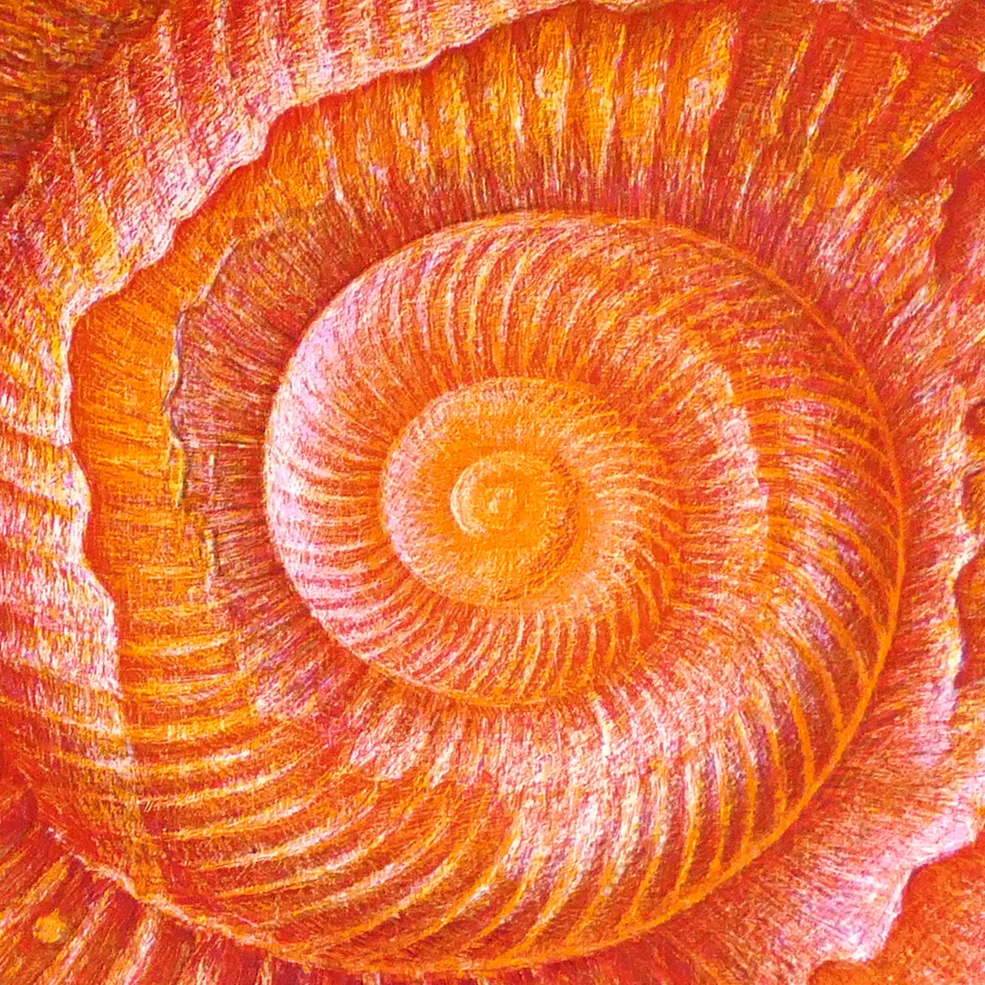 Detail view: the centre of the ammonite spiral at original size